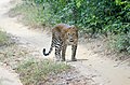 Sri Lankan Leopard