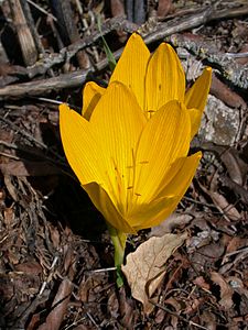 Sternbergia clusiana гокка