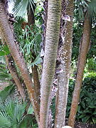 Stipes groupés de Chamaerops humilis (palmier dit « cespiteux »).