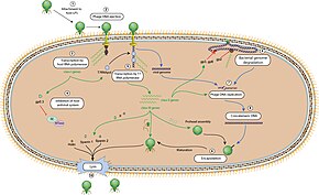 Reproduction cycle of T7, in total T7cycle3.jpg