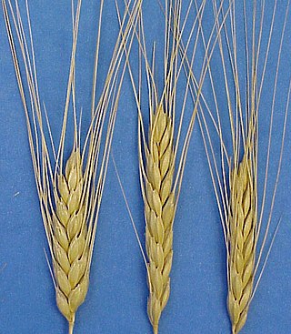 <span class="mw-page-title-main">Emmer</span> Type of wheat