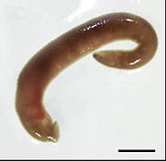 Xerobdella lecomtei (Xerobdellidae)