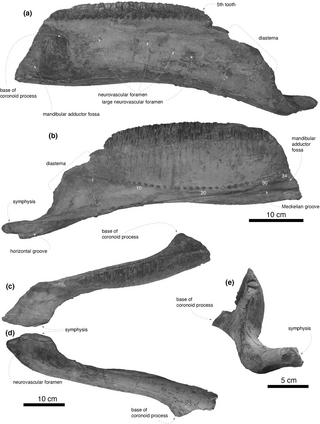 <i>Yamatosaurus</i> Genus of hadrosaurid