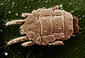 False-colour SEM of a citrus yellow mite.