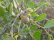 Lotuspflaume, Wilde Jujube (Ziziphus lotus)