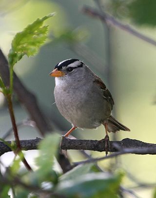 <i>Zonotrichia</i> Genus of birds