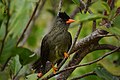 Seychelles Bulbul