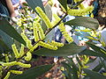 Acacia longifolia