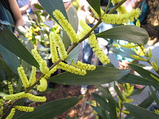 <i>Acacia longifolia</i> Species of plant