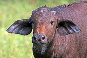 Calf At Chobe National Park in Botswana