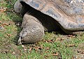 * Nomination: Foot of a Giant Tortoise. --Quartl 05:16, 24 August 2011 (UTC) * * Review needed