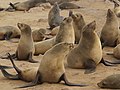 Sørafrikansk pelssel (Arctocephalus pusillus) tilhører gruppen seler