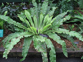 <i>Asplenium australasicum</i> Species of fern in the family Aspleniaceae