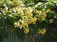 Senecio tamoides