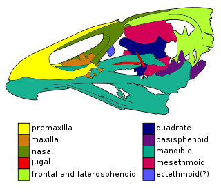 <i>Asteriornis</i> Fossil bird genus from Belgium