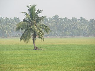 <span class="mw-page-title-main">West Godavari district</span> District of Andhra Pradesh in India