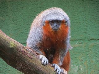 <span class="mw-page-title-main">Prince Bernhard's titi monkey</span> Species of New World monkey