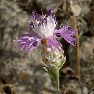 <i>Centaurea alba</i> Species of flowering plant