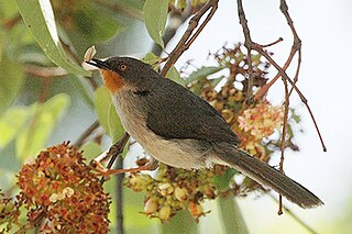 <i>Apalis</i> Genus of birds