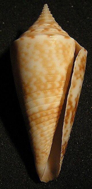 <i>Lamniconus</i> Subgenus of gastropods