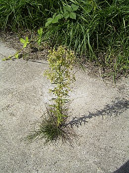 Kanadinė konyza (Coniza canadensis)