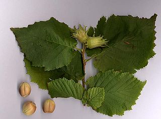 <i>Corylus avellana</i> Species of tree (common hazel)