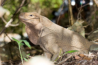 <i>Cyclura pinguis</i> Species of reptile