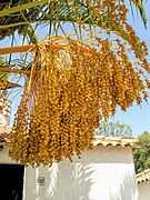 Датуле из Алгарве, Португалија