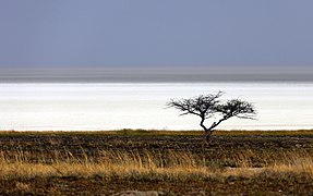 Dry Etosha Pan