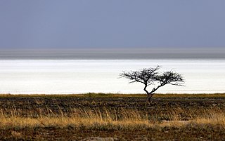 <span class="mw-page-title-main">Etosha Pan</span> Big endorheic salt ville in Namibias north