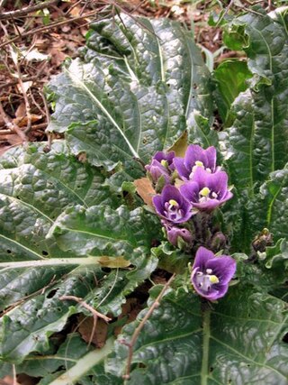 <i>Mandragora autumnalis</i> Species of plant