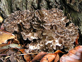 Грифола кучерявенька (Grifola frondosa)