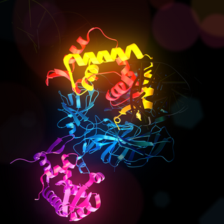 <span class="mw-page-title-main">FOXP3</span> Immune response protein