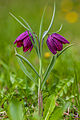 Fritillaria meleagris