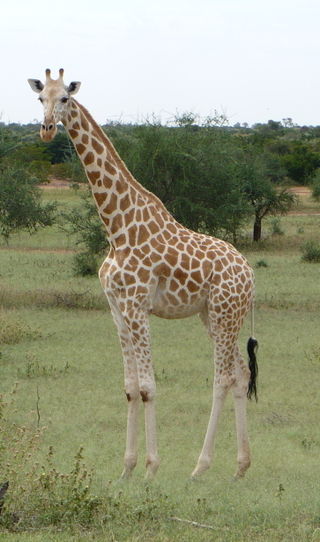 <span class="mw-page-title-main">West African giraffe</span> Subspecies of giraffe