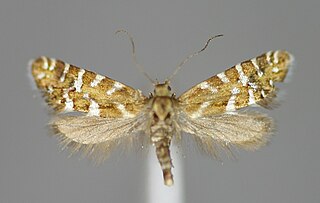 <i>Glyphipterix bergstraesserella</i> Species of moth