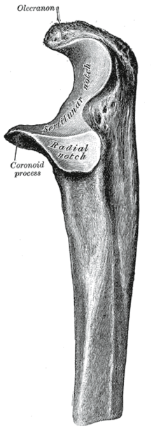 Proximal extremity of left ulna. Lateral aspect. Gray212.png