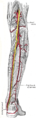 The popliteal, posterior tibial, and fibular arteries.