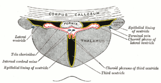 Tela choroidea