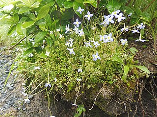 <i>Houstonia serpyllifolia</i> Species of plant