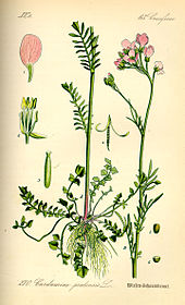 Cardamine pratensis from Thome: Flora von Deutschland, Osterreich und der Schweiz 1885 Illustration Cardamine pratensis0.jpg