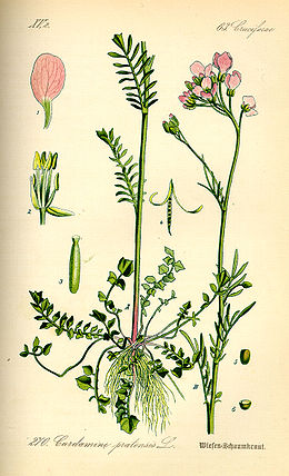 Pievinė kartenė (Cardamine pratensis)