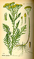 Tanacetum vulgare plate 586 in: Otto Wilhelm Thomé: Flora von Deutschland, Österreich u.d. Schweiz, Gera (1885)