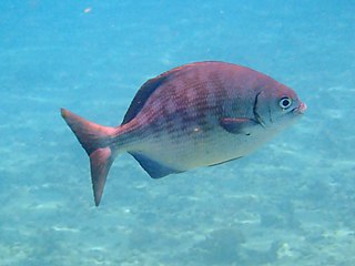 <i>Kyphosus elegans</i> Species of fish