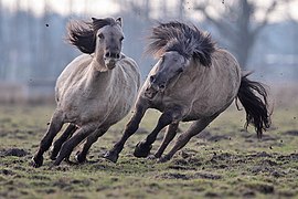 Deux chevaux gris, dont un agresse l'autre.