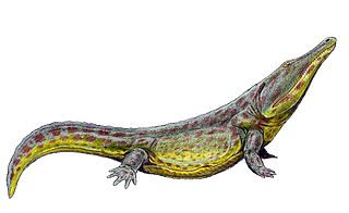 <i>Konzhukovia</i> Genus of amphibians (fossil)