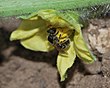 הליקטית רחבת-פסים (Lasioglossum malachurum), נקבה אוספת אבקה מאבטיח, שפלת יהודה