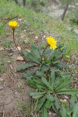 Mukulamaitiainen (Leontodon tuberosus)