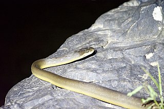 Water python Species of snake