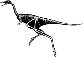 <i>Linhenykus</i> Extinct genus of dinosaurs